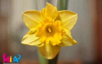Frohe Ostern!