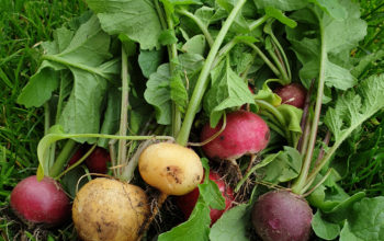 Leckereien aus unserem Garten