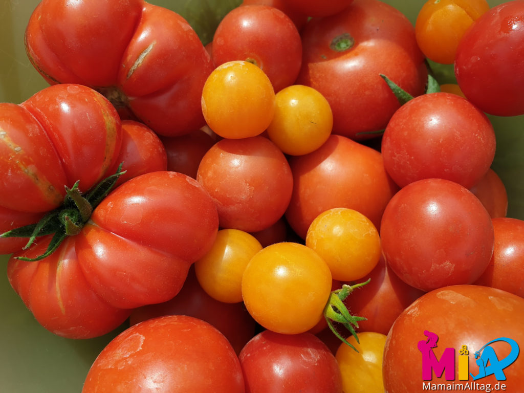 Tomaten aus unserem Gemüsebeet